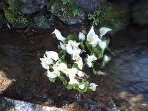 080406水芭蕉.JPGのサムネール画像