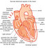 heart.jpg