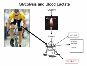 glycolysis_blood_lactate.gif