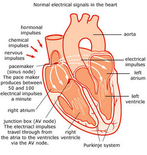 heart.jpg