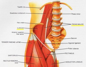 iliopsoas.jpg