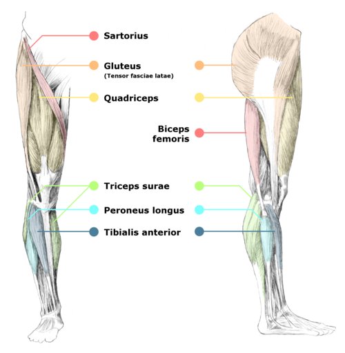 Leg Muscle Diagram / Diagram Illustrating Muscle Groups On Back Of